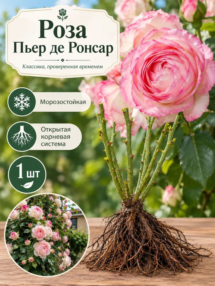 Саженец Роза #1