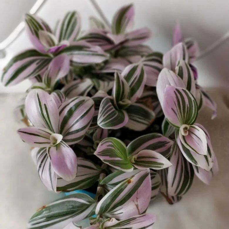 Традесканция Пинк Хилл(Розовый холм) - купить с доставкой по выгодным ...