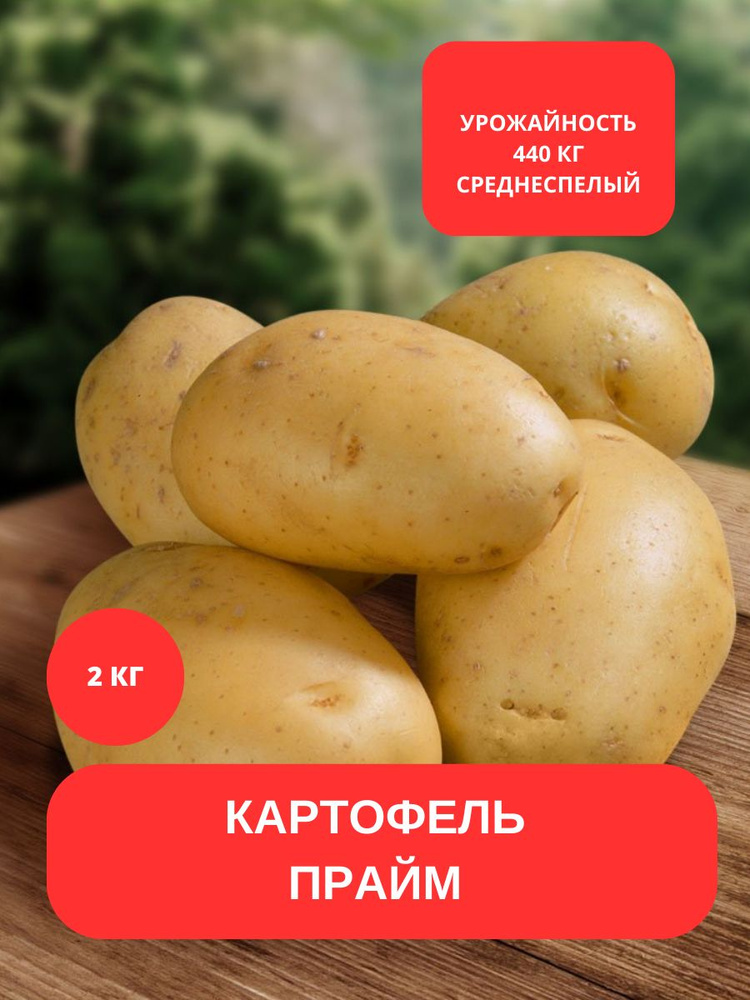 Клубни Картофель купить по выгодной цене в интернет-магазине OZON ...