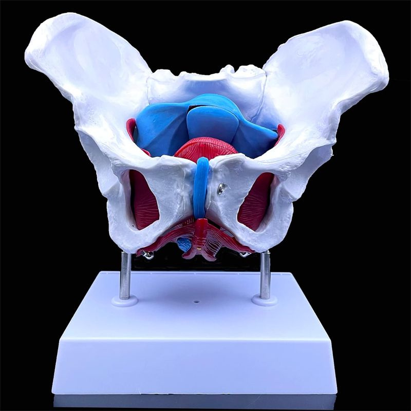 Модель женского таза и мышц тазового дна, медицинская модель тазовых родов  #1