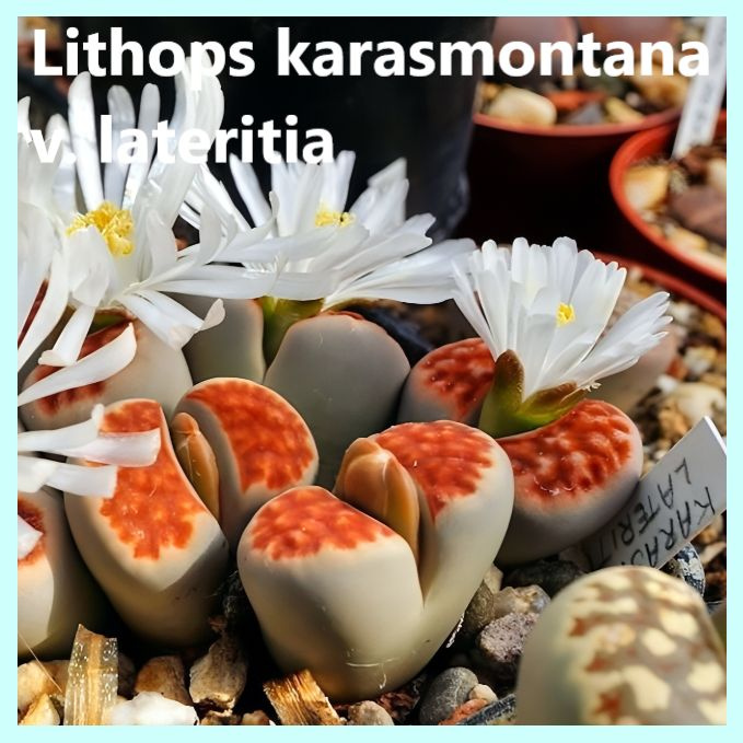 Семена литопсы - Lithops karasmontana v. lateritia ( 10 шт.) #1