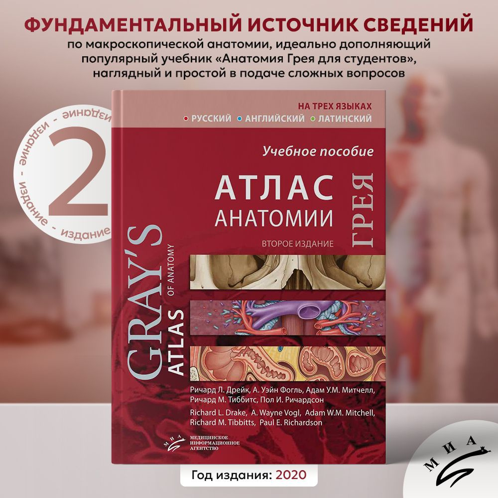 Атлас анатомии Грея: Учебное пособие / русский, английский, латинский  (Ричард Л. Дрейк) - купить с доставкой по выгодным ценам в  интернет-магазине OZON (857892580)