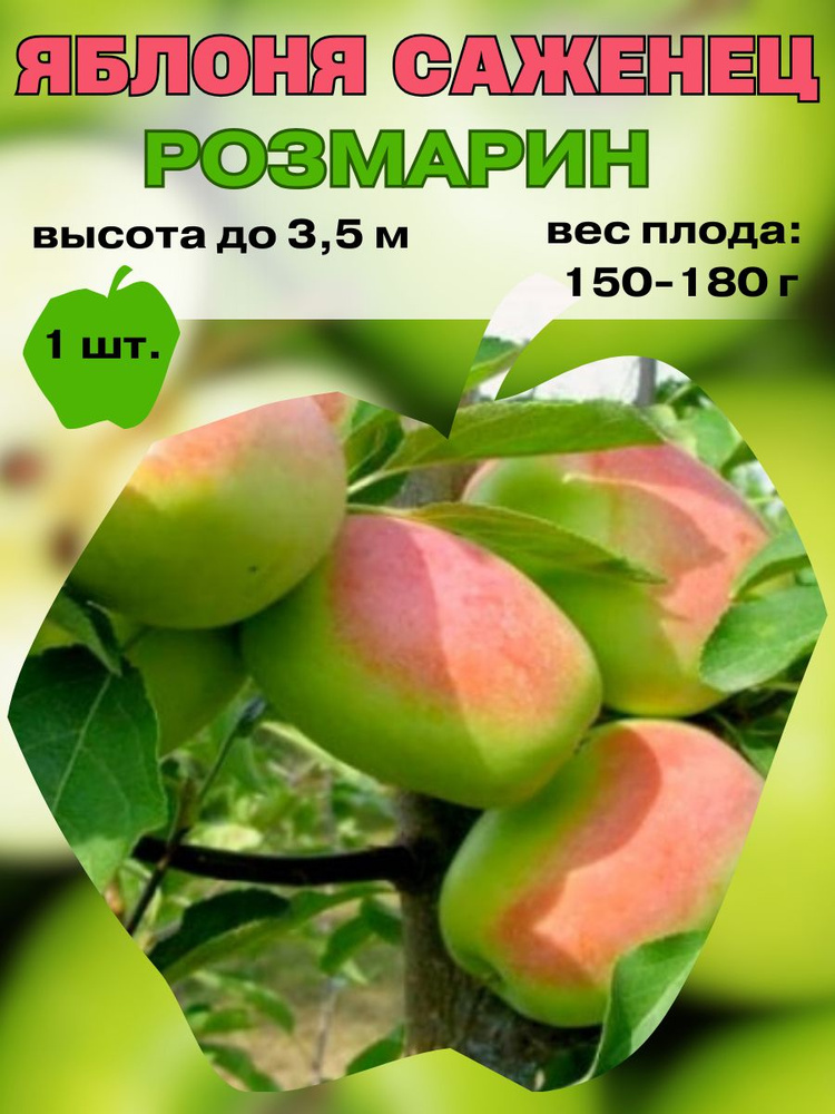 Клубни Яблоня Russian Garden купить по выгодной цене в интернет ...