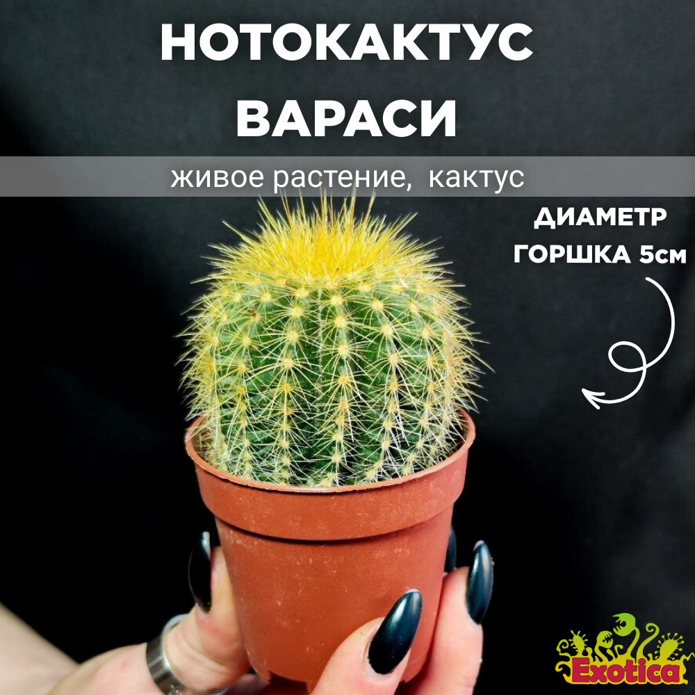 Нотокактус Вараси (Notocactus Warasii) D5см, КАКТУС РАСТЕНИЕ #1