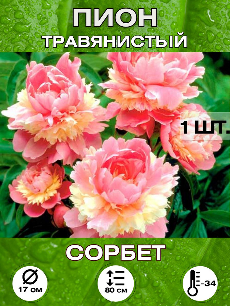 Magic Blooming Garden Семена ,1шт #1