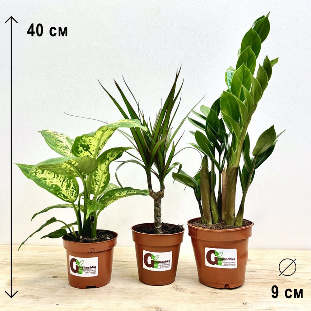 Набор 3 растения (d9): Замиокулькас, Диффенбахия, Драцена Маргината, высота 25-40см  #1