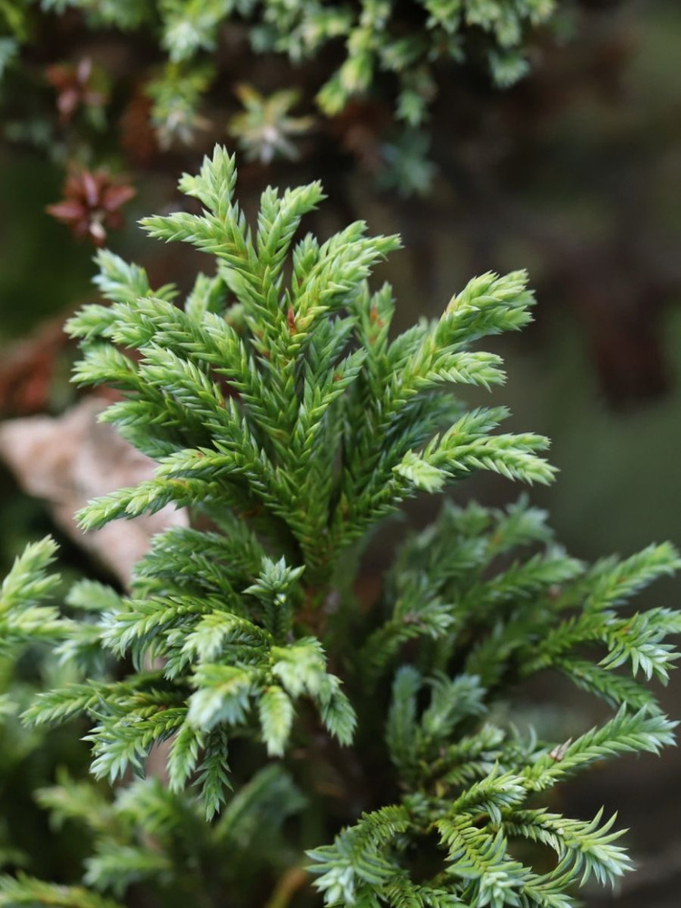 Семена Кипарисовик горохоплодный (Chamaecyparis pisifera), 25 штук #1