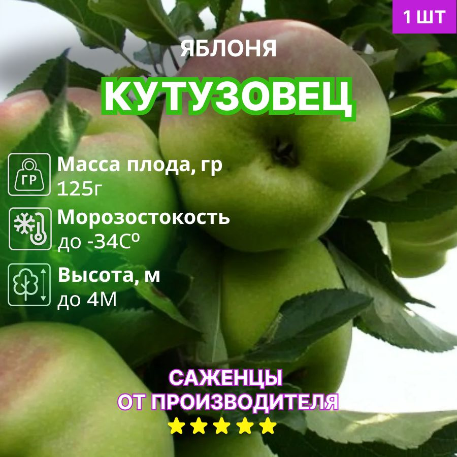 Яблоня Кутузовец #1