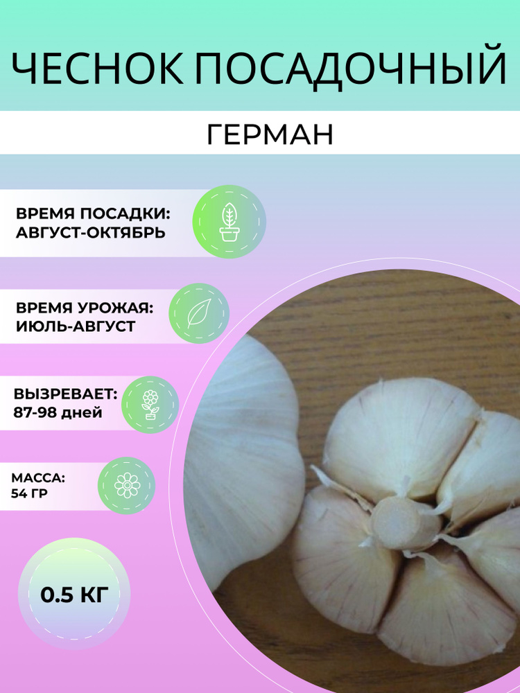 Чеснок Герман посадочный озимый 0.5 кг #1