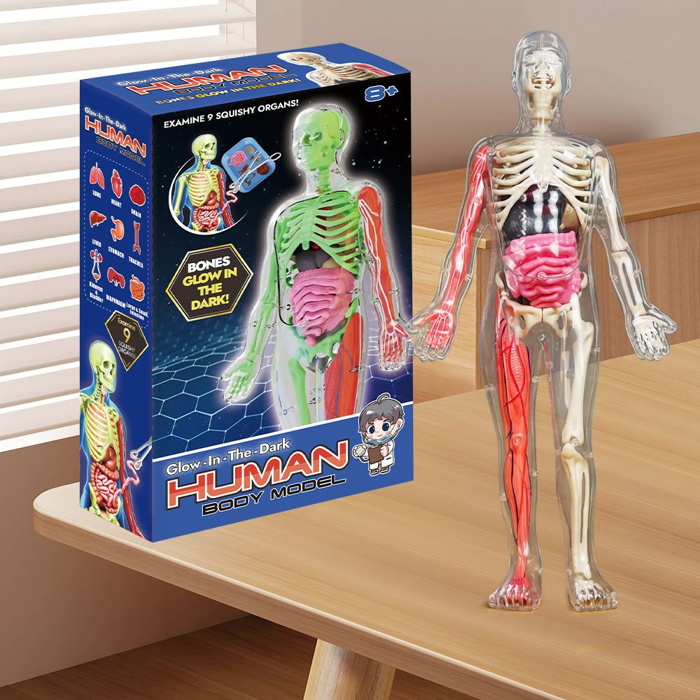 Анатомическая модель Детская группа научных экспериментов ...