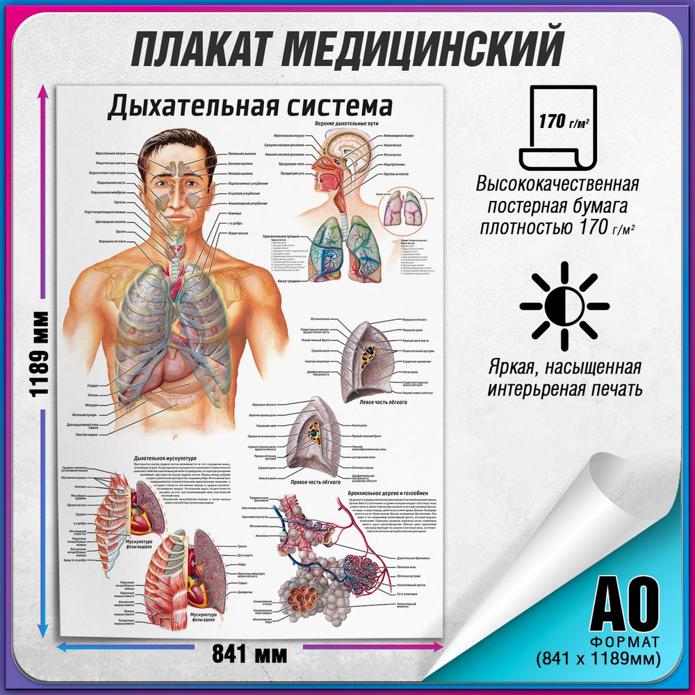 Информационный медицинский плакат "Дыхательная система человека" / А-0 (84x119 см.)  #1