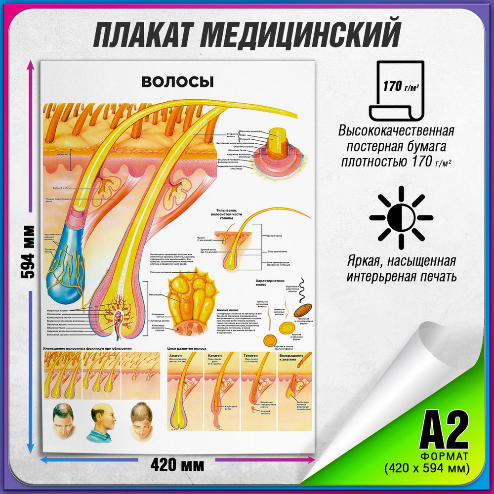 Информационный медицинский плакат "Волосы человека" / А-2 (42x60 см.)  #1