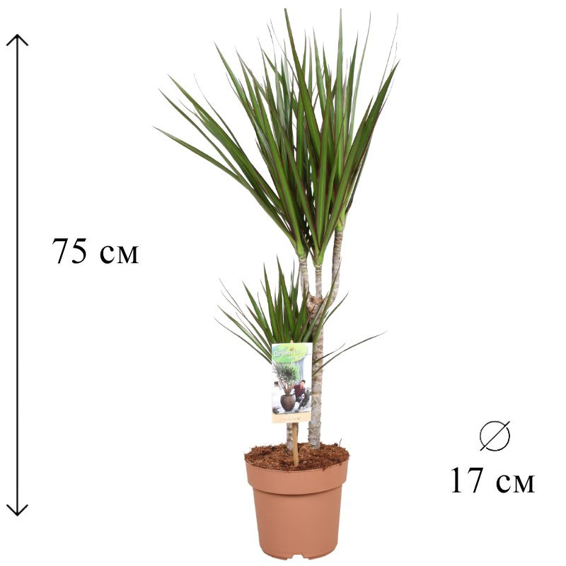 Драцена маргината 2 ств 17/75 CF #1