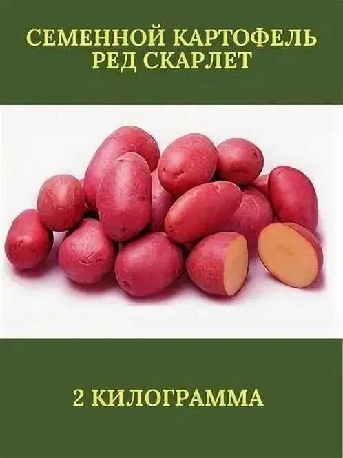 Семенной картофель Ред Скарлет 2кг элита (Кисловодск) #1