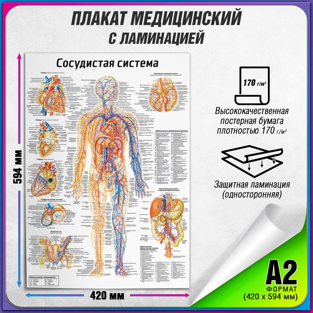 Информационный медицинский плакат "Сосудистая система" / ламинированный / А-2 (42x60 см.)  #1