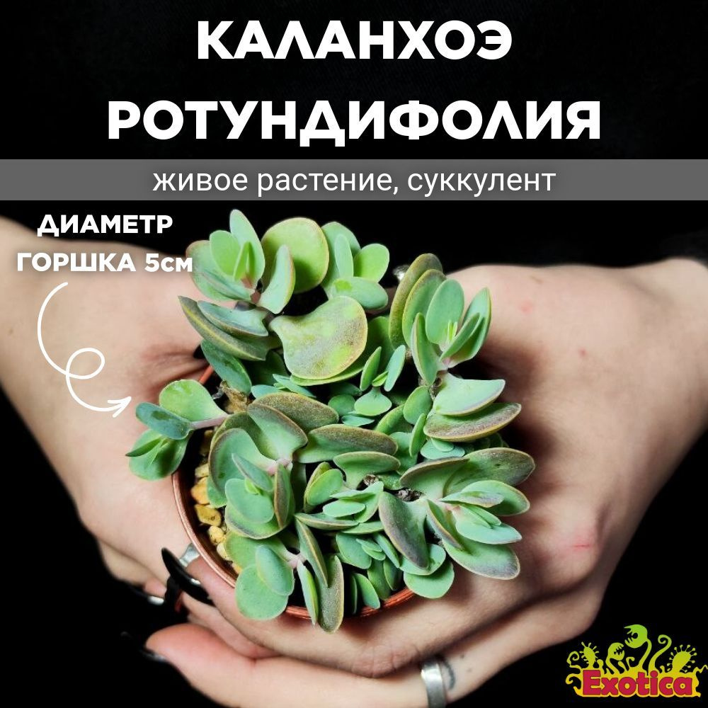 Каланхоэ Ротундифолия (Kalanchoe Rotundifolie) D5см #1