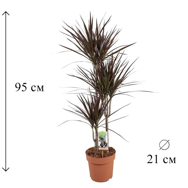 Драцена Маргината Маджента 3 ств 21/95 CF #1
