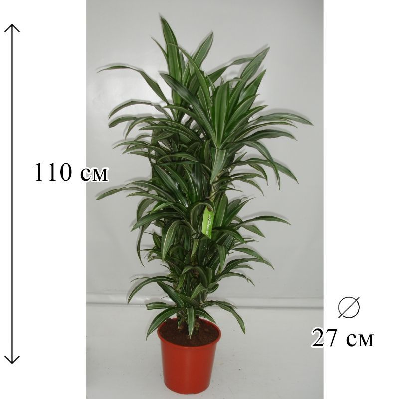 Драцена Улисес бранч 27/110 CF #1