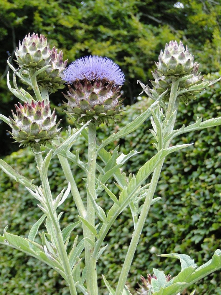 Семена Артишок настоящий (Cynara Scolymus), 10 штук #1