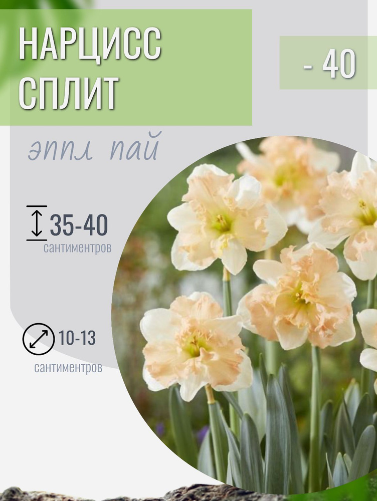 Нарцисс луковицы многолетние цветы 5 шт #1