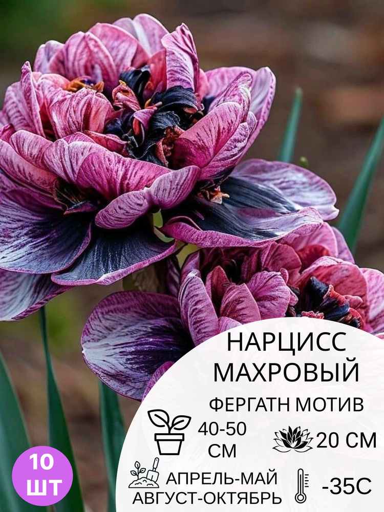 Нарцисс махровый, многолетние зимостойкие цветы для дачи, 10 шт #1