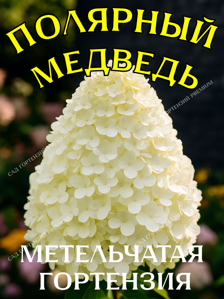 Саженец гортензии Полярный Медведь метельчатая #1