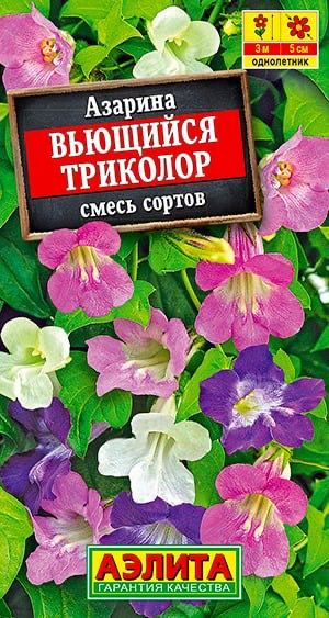 АЗАРИНА ВЬЮЩИЙСЯ ТРИКОЛОР. Семена. Редкая и очень красивая лиана с обильным цветением и пышной зеленью #1