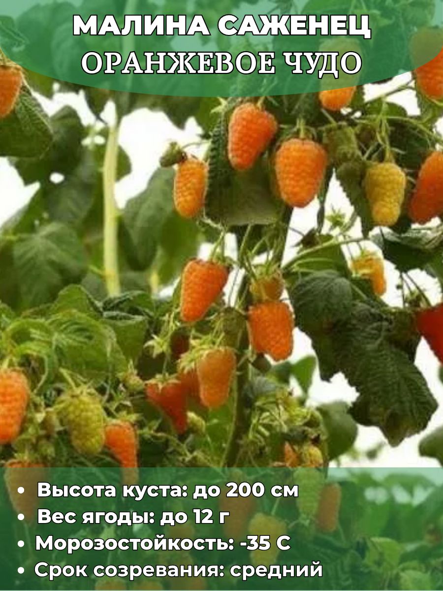 Здоровые ягоды малины на кусте