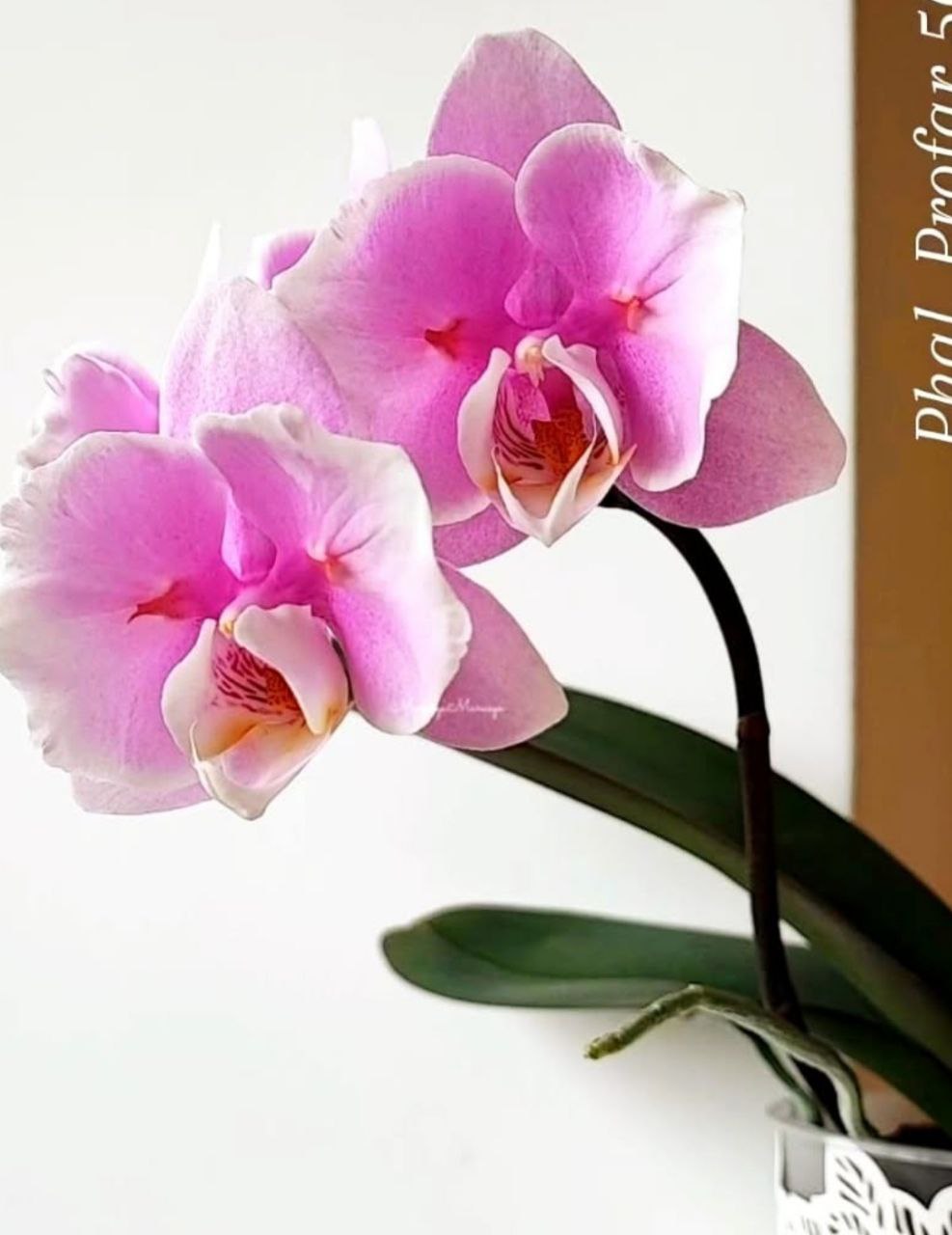 Живая орхидея фаленопсис PF 5035 Pink Sky ( мох. горшок 1,7) d6
