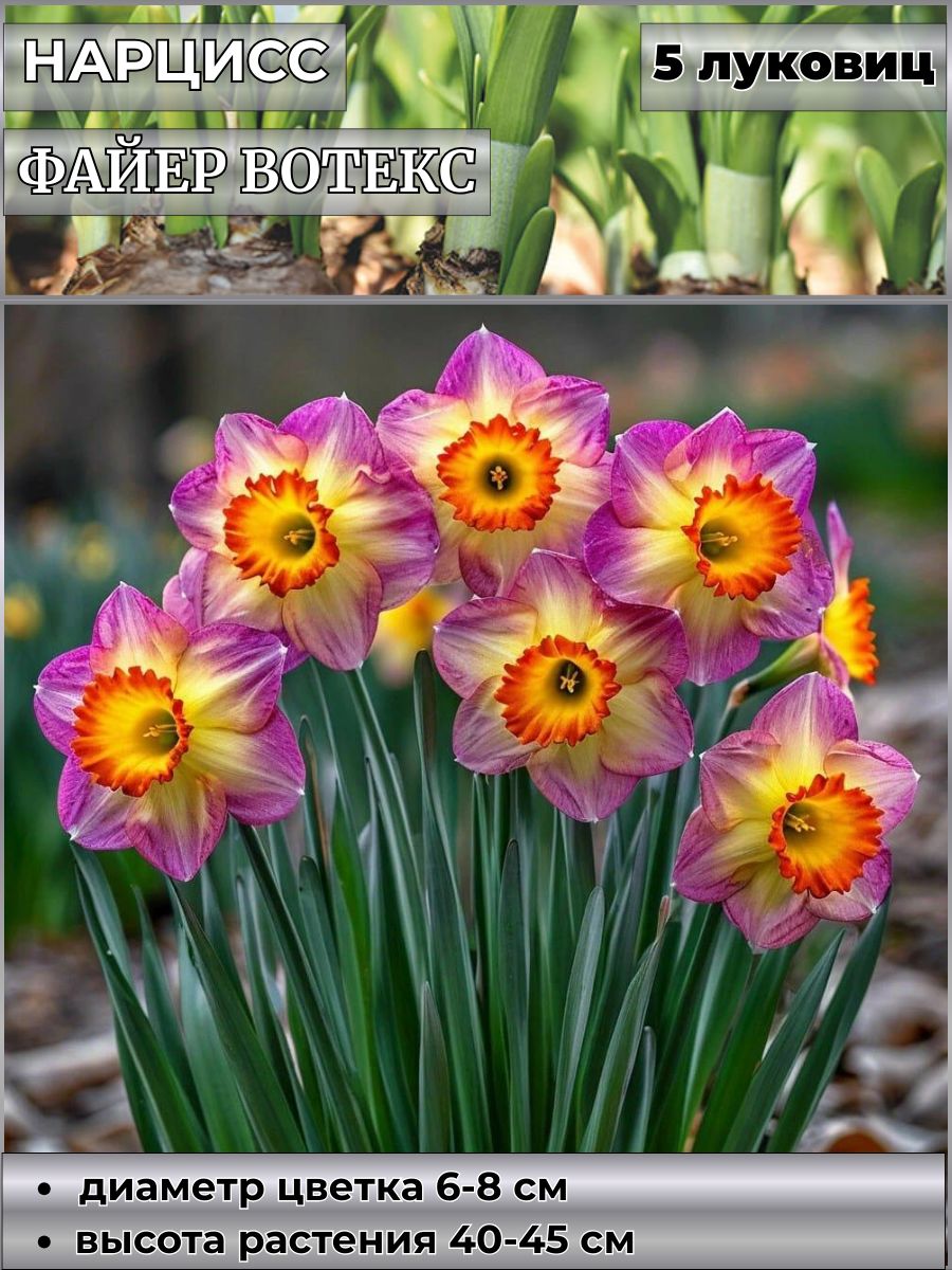 НарцисскорончатыйАкрополисблю,луковицы5штук