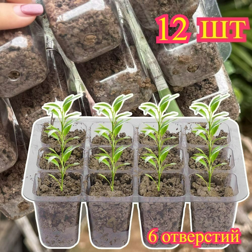 Набордлярассады