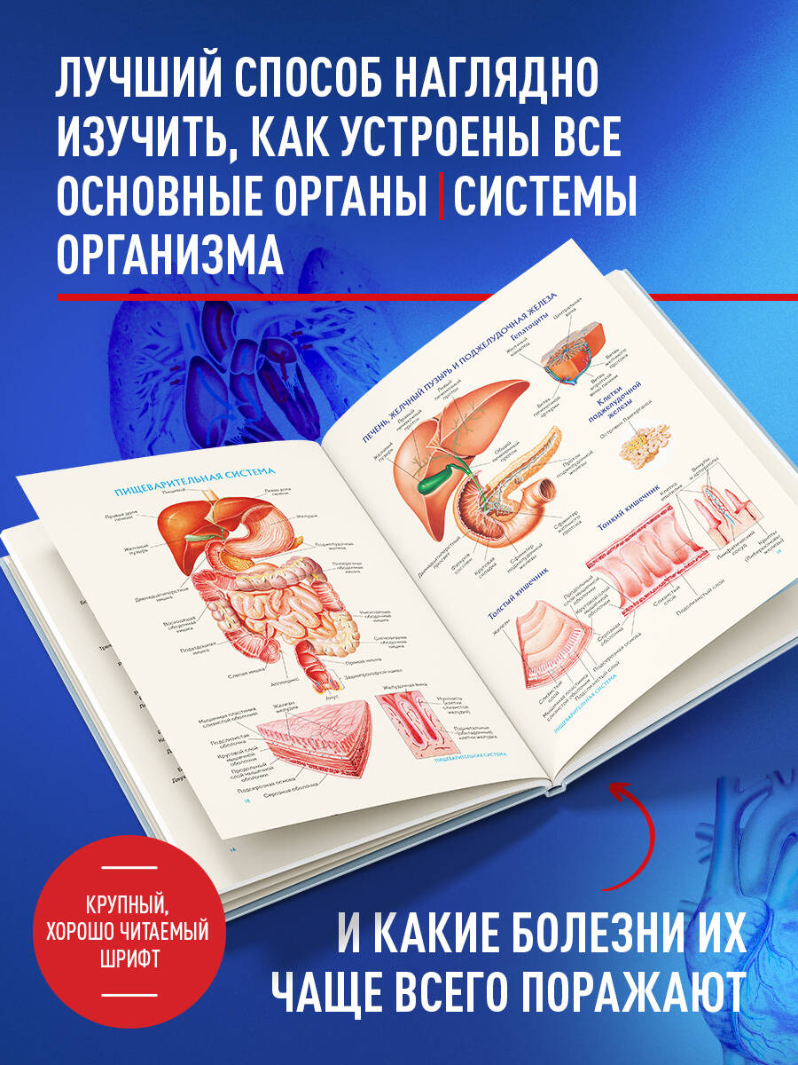 Анатомия человека. Популярный атлас. Самые подробные анатомические изображения | ANATOMY CHARTS - Ozon image 2
