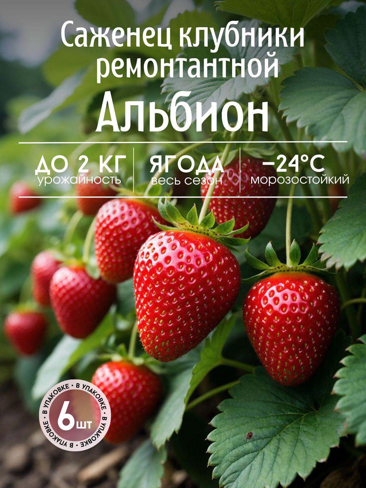 КлубникасаженцырассадыАльбион,6шт.