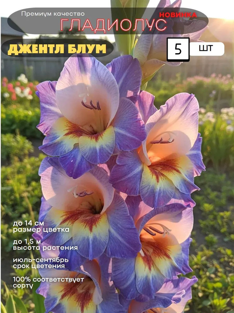 Гладиолус луковицы 5шт. #1