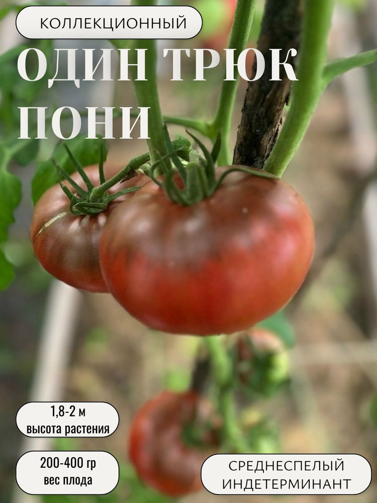 Семена #1