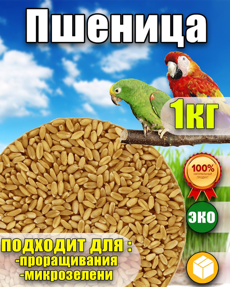 Пшеница для проращивания, микрозелень для проращивания, ростки пшеницы ...