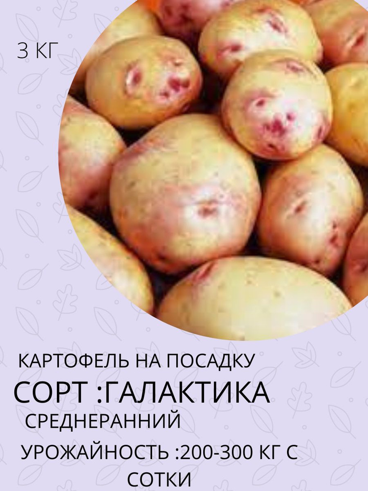 Клубни Картофель купить по выгодной цене в интернет-магазине OZON ...