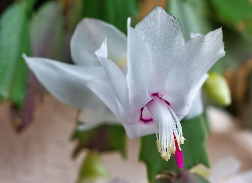 Декабрист белый 2 среза - купить с доставкой по выгодным ценам в ...