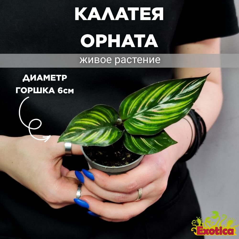 Калатея Орната (Calathea Ornata) D6см #1