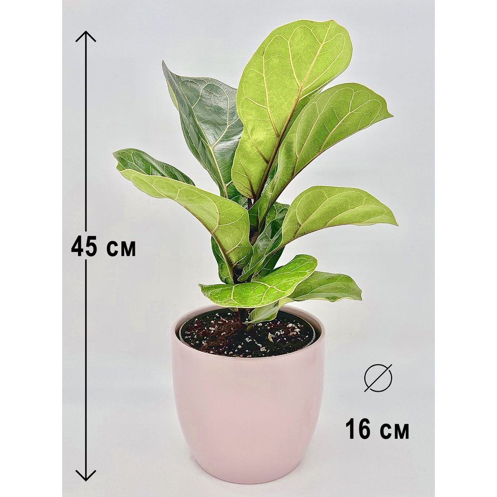 Фикус Лирата Бамбино в керамическом розовом кашпо ИДЕАЛ, высота композиции 40-45см  #1