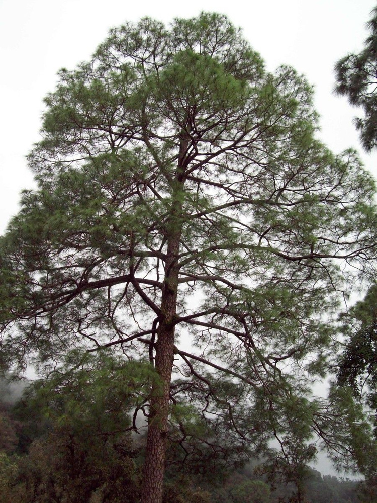 Семена Сосна длиннохвойная Роксбурга (Pinus longifolia roxburghii), 10 штук  #1