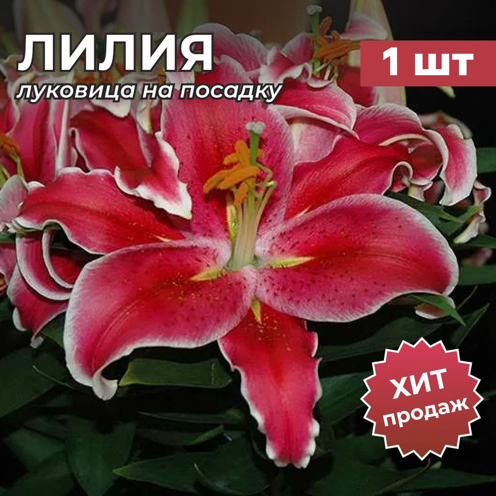 Лилия, Луковица лилии "ИНДИАНА" на посадку 1 шт #1