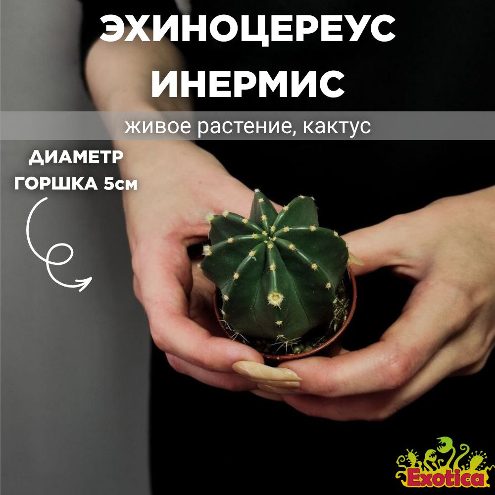 Эхиноцереус Инермис (Echinocereus Inermis) D5см #1