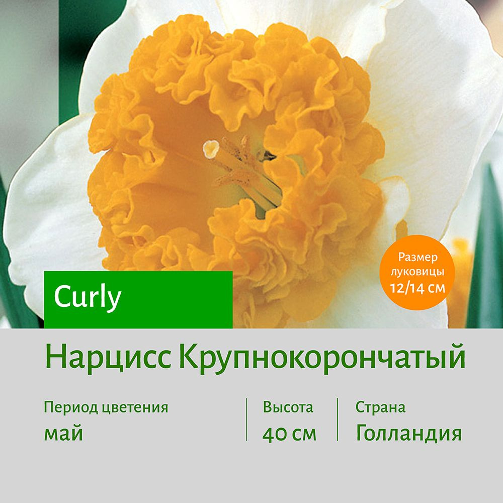 Нарцисс Керли (Curly) крупнокорончатый луковицы 2 шт СОТКА  #1