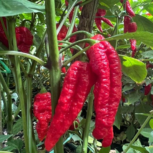 Семена Острый перец Bhut Jolokia Red, 5 семян + подарок #1