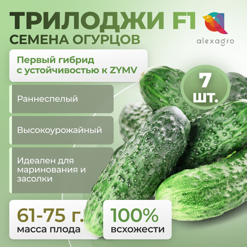 ТРИЛОДЖИ F1 семена огурца партенокарпического, 7 шт. (Rijk Zwaan / ALEXAGRO). Высокоурожайный, ранний #1