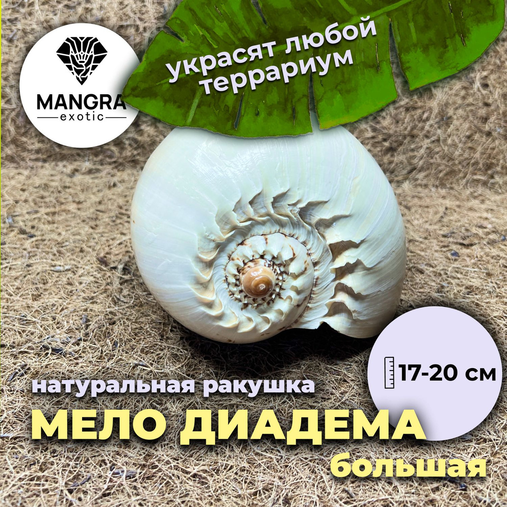 Натуральная ракушка MANGRA exotic Мело диадема большая (17-20 см) - декор для террариума + укрытие для #1