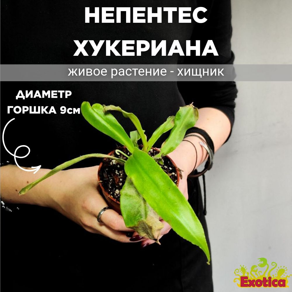 Непентес Хукериана (Nepenthes Hookeriana) D9см, насекомоядное растение  #1