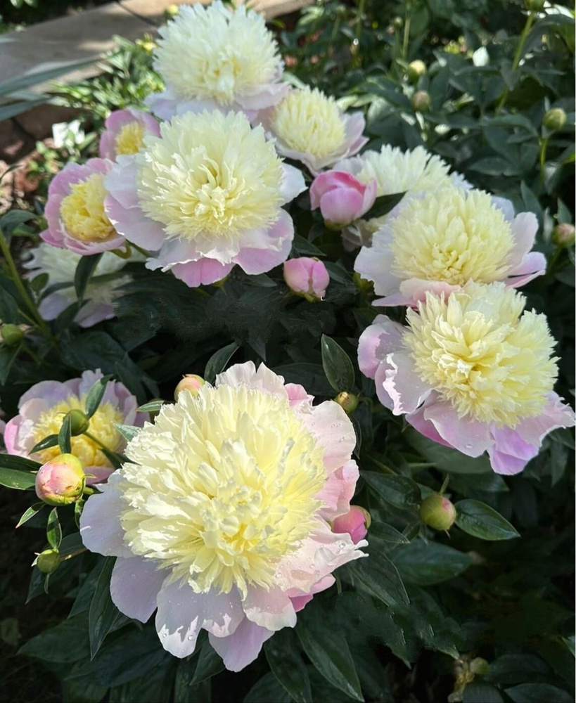 Пион Тач Оф Класс #1