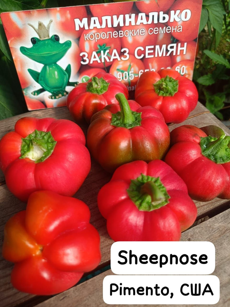 Sheepnose Pimento (Овечий нос), США, перец сладкий #1